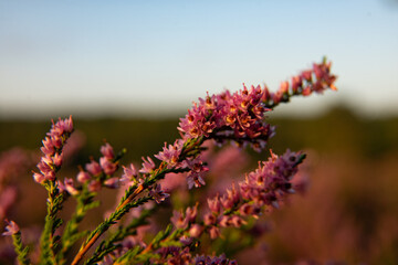 heath close up, Calluna vulgaris macro in summer