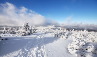 Fototapeta na wymiar Beautiful winter landscape with snow capped trees, Karkonosze National Park, Poland.