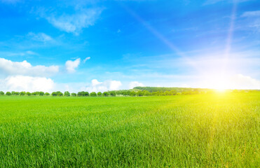 Green wheat field and bright sun over the horizon. Wide photo.