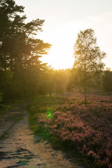 Fototapeta premium heath landscape in summerwith sunshine