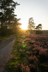 heath landscape in summerwith sunshine