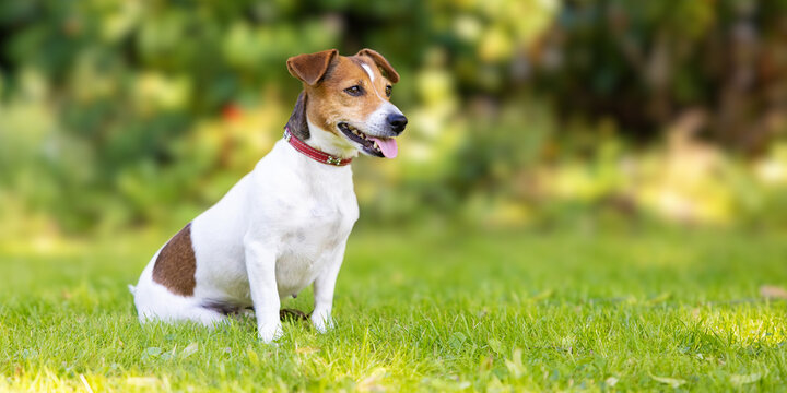 The Jack Russell Terrier Dog