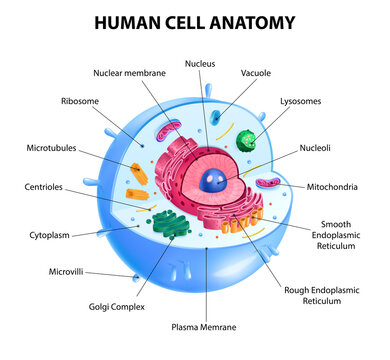 Human Cell Diagram