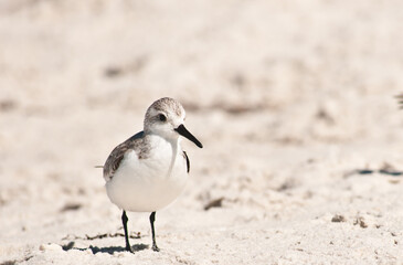 front view, close distance of a sanderling seabird standing on a tropical, sandy, beach on a sunny, fall day on the coast of the Gulf of Mexico