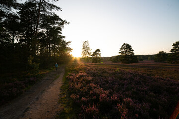 heath landscape in summerwith sunshine
