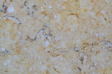 Polished natural stone with traces of ancient animals.
Fossils .