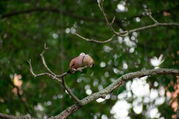 Reddish Dove