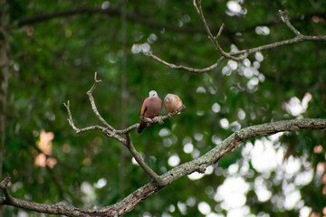 Obraz premium Reddish Dove