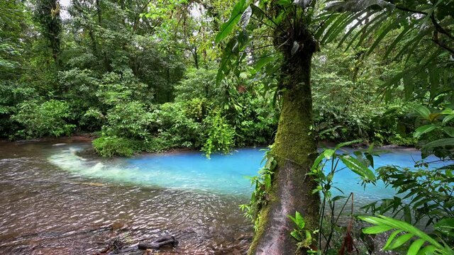 at the confluence of two rivers the blue river Rio Celeste is formed, Parque Nacional Volc&aacute;n Tenorio, Costa Rica, Central America