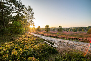 heath landscape in summerwith sunshine