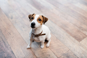 Jack russell terrier sitting on floor at home.