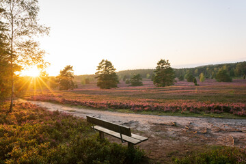 heath landscape in summerwith sunshine