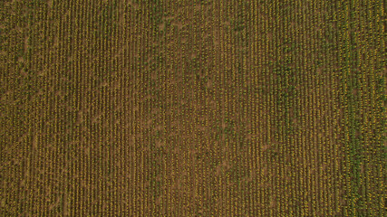 Field of sunflowers. Aerial view of agricultural fields flowering oilseed. Top view.