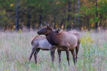 Cow and Calf Elk at Oconaluftee in Western North Carolina