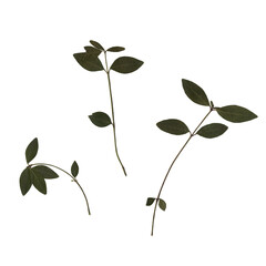 Scan of branches of a cherry tree with green leaves. Herbal herbarium. Pressed and dried herbs. Artistic composition composed of dry press leaves on a white background.