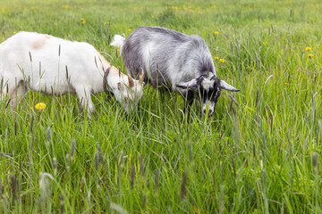Cute free range goatling on organic natural eco animal farm freely grazing in meadow background. Domestic goat graze chewing in pasture. Modern animal livestock, ecological farming. Animal rights