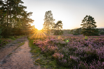 heath landscape in summerwith sunshine