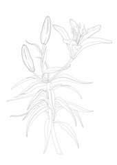 Lily flower and buds. Vector black outline isolated on a transparent background. Hand drawn. Coloring book page