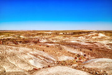 Plant Fossils in Badlands of Petrified Forest National Park, Arizona