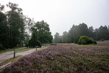 heath landscape in summerwith sunshine
