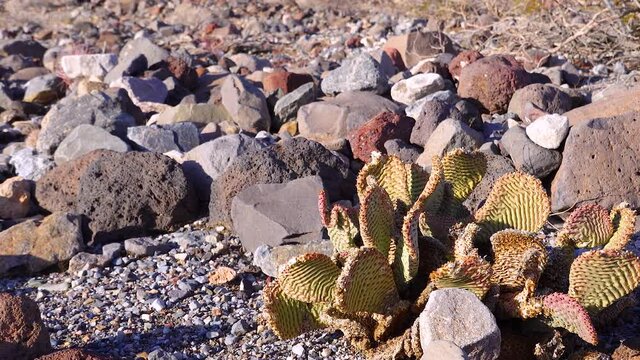 Bunny-ears prickly pear (Opuntia microdasys), desert wintering reddened in the sun. Cacti of California