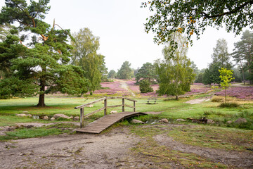 heath landscape in summerwith sunshine