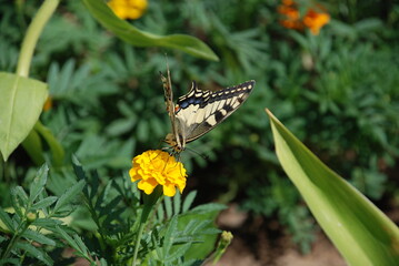 A beautiful butterfly sits on a flower. A large butterfly with colored wings sits on a small yellow daisy flower. She has tricolor patterned wings. An insect collects nectar on a flower.