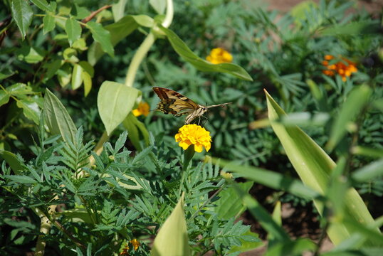 A beautiful butterfly sits on a flower. A large butterfly with colored wings sits on a small yellow daisy flower. She has tricolor patterned wings. An insect collects nectar on a flower.