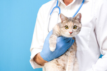 Veterinary examination of the cat. kitten at the veterinarian. Animal clinic. Pet check and vaccination. Healthcare. on a background.