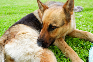 A German shepherd dog is resting on a green lawn near the house. The dog relaxes in the sun. Playful dog on the lawn.