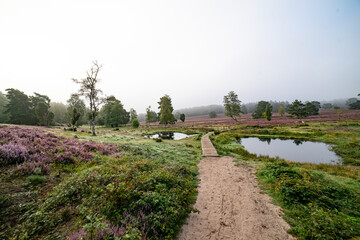 heath landscape in summerwith sunshine
