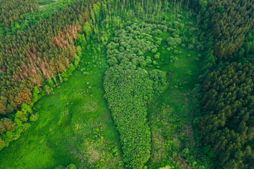 Aerial View Green Forest Woods Landscape In Sunny Spring Evening. Top View Of Beautiful European Nature From High Attitude In Summer Season. Drone View. Bird's Eye View