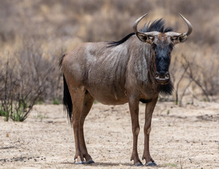 One blue wildebeest in the Kgalagadi Transfrontier Park in South Africa