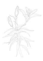Lily flower and buds black outline isolated on a white background. Hand drawn. Coloring book page