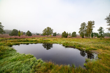 heath landscape in summerwith sunshine
