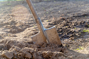 Old dirty shovel stuck in the ground on the garden bed. Gardening tool and equipment. Concept of a...
