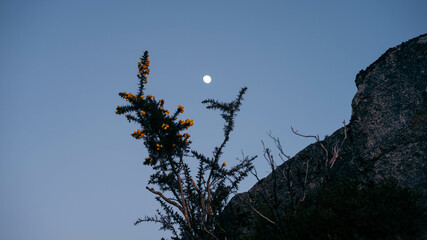 Fototapeta premium plants and the moon
