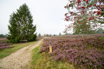 heath landscape in summerwith sunshine