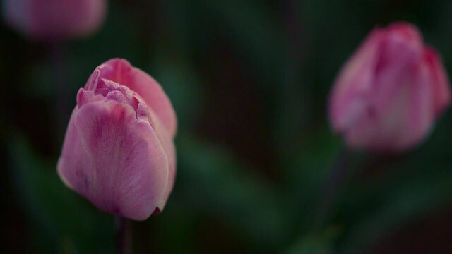 Macro shot of pink tulip outdoors. Closeup beautiful flower on green background.