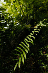 Close up of growing plants during a hike in Hawaii