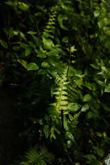 Close up of growing plants during a hike in Hawaii