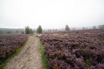 Fototapeta premium heath landscape in summerwith sunshine