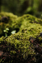 Close up of moss on a tree stump during hike in Hawaii