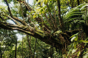 Fototapeta premium Tree growing out of the side of a hill surrounded by lush foliage