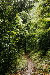 View of a foot path in forest of Hawaii on a summer day