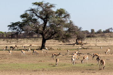 A group of springbok grazing in a dry riverbed in the Kgalagadi Transfrontier Park in South Africa - Powered by Adobe