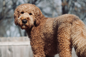 Golden Golden Doodle