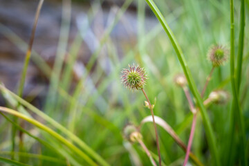 Family Camping Trip in the Eagles Nest Wilderness, Colorado