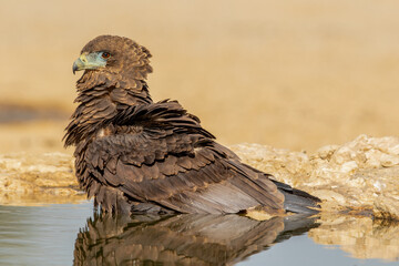Juvenile Bateleur Eagle in the Kgalagadi