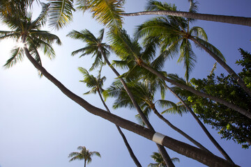 Looking Up at Palm Trees on a Sunny Day, O'ahu, HI, US